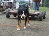 DSC00570t.jpg