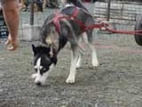 DSC00571t.jpg