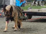 DSC00573t.jpg