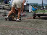 DSC00574t.jpg