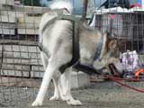 DSC00578t.jpg