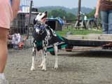 DSC00580t.jpg
