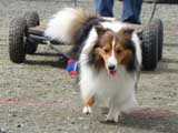 DSC00594t.jpg