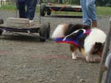 DSC00597t.jpg