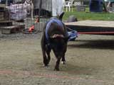 DSC00599t.jpg