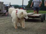 DSC00633t.jpg