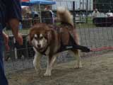 DSC00642t.jpg