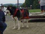 DSC00660t.jpg