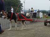 DSC00666t.jpg