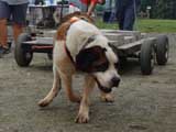 DSC00668t.jpg