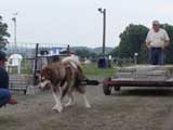 DSC00715t.jpg