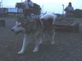 DSC00761t.jpg
