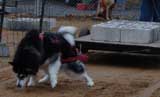 DSC000114t.jpg