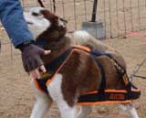 DSC00063t.jpg