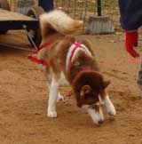 DSC00065t.jpg