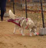 DSC00066t.jpg