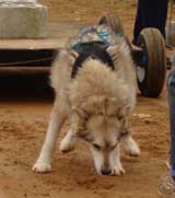 DSC00078t.jpg