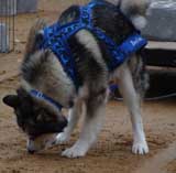 DSC00094t.jpg