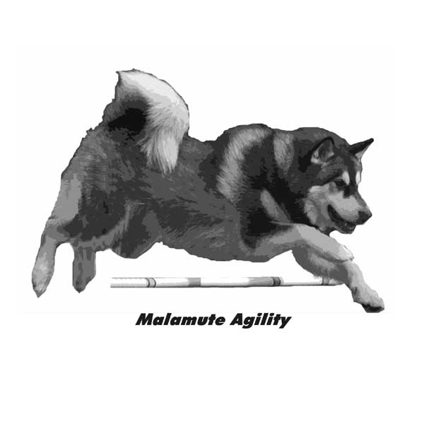Alaskan Malamute Agility - Cinnabar