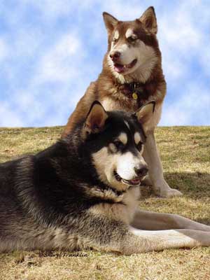 Alaskan Malamute Power - Sebastian and Cinnabar