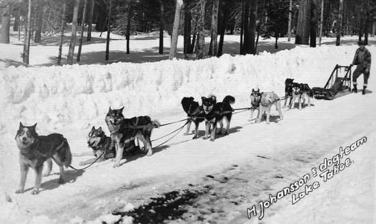 Tahoe City Constable Harry Johanson on patrol with his loyal sled dog team