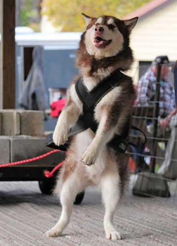canine weight pull