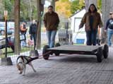 Canine Weight Pull