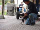 Canine Weight Pull