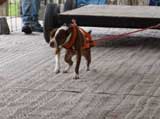 Canine Weight Pull