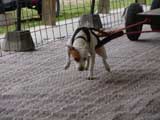 Canine Weight Pull