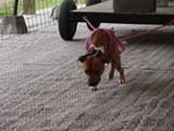 Canine Weight Pull