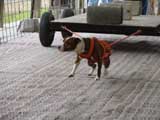 Canine Weight Pull