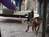 Canine Weight Pull