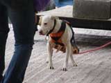 Canine Weight Pull