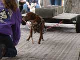 Canine Weight Pull