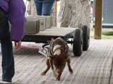 Canine Weight Pull