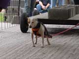 Canine Weight Pull