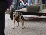 Canine Weight Pull