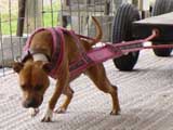 Canine Weight Pull
