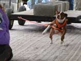 Canine Weight Pull