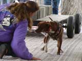 Canine Weight Pull
