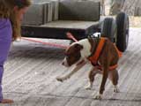 Canine Weight Pull