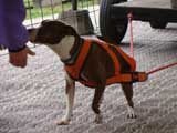 Canine Weight Pull