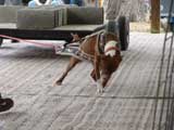 Canine Weight Pull