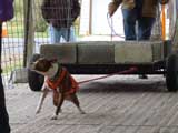 Canine Weight Pull