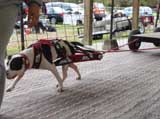 Canine Weight Pull