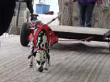 Canine Weight Pull