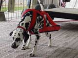 Canine Weight Pull