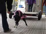 Canine Weight Pull
