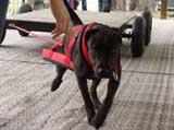 Canine Weight Pull